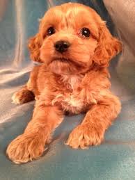Check spelling or type a new query. Cockapoo Dogs For Sale Near Me Cheap Buy Online
