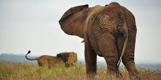 Snake is genetically perfect, not even a disease designed to immediately kill him doens't kill him, james bond would take a. Lion Vs Elephant Who Is The King Of The Jungle