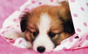 Maybe you would like to learn more about one of these? 3000 Dog Hd Wallpapers Background Images