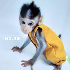 Topeng monyet makan popcorn lucu / funny long tail monkey eating popcorn kaliurang kehujanan saat tinjau korban banjir, jokowi pakai jas hujan kresek rp10 ribu. Harga Baju Hewan Terbaik Hobi Koleksi Juli 2021 Shopee Indonesia