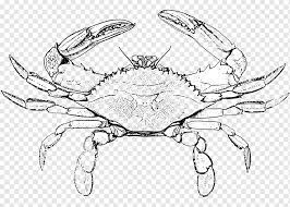 Gunakan pensil dan tekan perlahan untuk memadamkan garis jika anda membuat kesilapan. Chesapeake Blue Crab Lobster Menggambar Kepiting Krustasea Hewan Makanan Laut Png Pngwing
