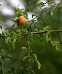 Image result for Ximenia americana