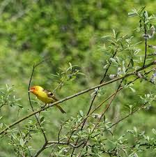 Image result for Launaea rogersii