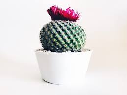 Depending on the species, hedgehog. Ultimate Guide How To Get Your Cactus To Flower Cactusway