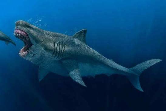 Ancient megalodon super-predators could swallow a great white shark whole,  new model reveals