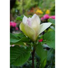 Image result for magnolie sunsation