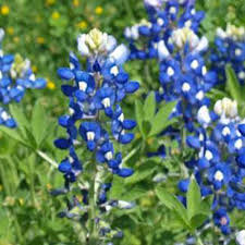 According to the guardian, there are approximately 400,000 flowering plant species in the world. Texas Bluebonnet 5 G 150 Seeds Non Gmo Open Pollinated Flower Gardening Seeds Wild Flower Blue Bonnet Lupinus Texensis Walmart Com Walmart Com