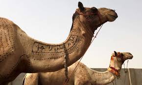 Danger camel qurbani 2018 part 2. Camel Qurbani 2017 Videos For Android Apk Download