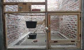 Cara Membuat Kandang Ternak Burung Murai Batu Petani Top