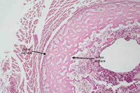 Free online quiz bone histology bone cross section. Description