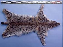 Descubre dónde vive el lince, tanto el ibérico como el rojo, en qué lugar habita y qué come en su las áreas donde vive el lince están sujetas a su tipo de especie. 9 Interesantisimas Cosas Que Debes Saber Sobre El Lince Iberico El Animal Mas Vulnerable De La Tierra Vix