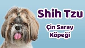 Shih Tzu Karakteri Egitilebilirlik Durumu Yasam Kosullari Cocuklarla Iletisimi Bakimi Youtube