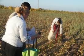 We Can't Refuse to Pick Cotton”: Forced and Child Labor Linked to World  Bank Group Investments in Uzbekistan | HRW