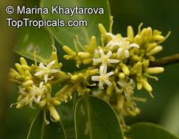 Image result for Olax aschersoniana