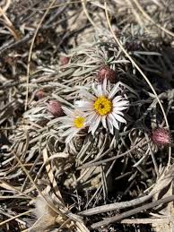 Arizona, southern california, southern nevada, new mexico. Wildflowers Of Colorado Hello Wildflower Fans Had My First Sighting Of The Season Today In The Coyote Ridge Natural Area In Southwest Fort Collins This Easter Daisy Townsendia Hookeri Was Blooming