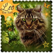 Astrology For Cats Leo The Lion Cat Wisdom 101 Everything Feline Since 2011
