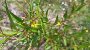 Image result for Heimia