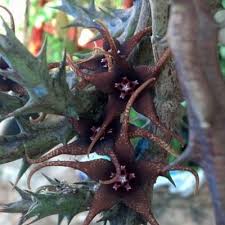 Image result for Orbea caudata