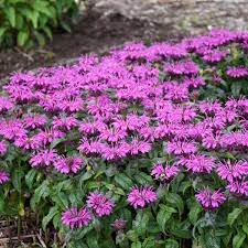 The variety blooms in summer. 14 Purple Perennials Walters Gardens Inc