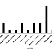 Image result for Cyclosorus striatus