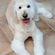 TOP 10 BEST Pet Groomers in Wiconisco, PA