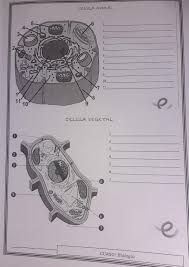 We did not find results for: Completa Las Partes De La Celula Animal Y La Celula Vegetal Brainly Lat