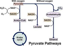 Glycolysis Diagram Steps Pathway Cycle Products