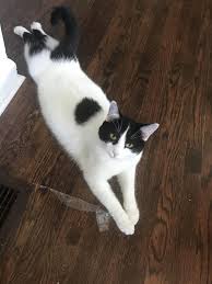 Pin On Khayri R R Woulfe Cute Cats