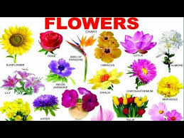 learn flowers name with picture in english for kids youtube