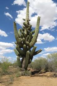 North scottsdale nursery & cactus dirba šiose srityse: 190 Cactus And Agave Ideas Cactus Agave Plants