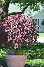 Image result for Euphorbia cotinifolia