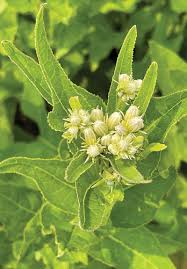 Image result for Aeollanthus suaveolens