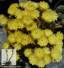 Plant database entry for easter lily cactus (echinopsis oxygona) with 21 images and 21 data details. Easter Lily Cactus Echinopsis Oxygona Civano Nursery Tucson Plant Nursery