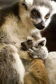 Baby Ring Tail Lemur With Mother Mother And Baby Animals Lemur Animals Beautiful