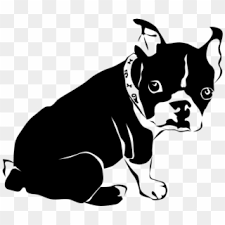There are tons of great resources for free printable color pages online. Boston Pup Clear Dibujos De Perros Bulldog Frances Dog Coloring Pages Boston Terrier Hd Png Download 800x566 3682109 Pngfind