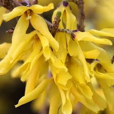 Forsythia Courtasol Gold Tide Green Industry Perennials Wholesale Nursery