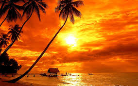 37093 viewsbeautiful scenery, tropics, beach, palm trees, sea, sunlight. Sunset Wallpaper Beach Palm Tree Apessoaescreve