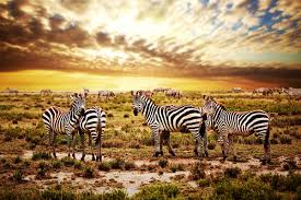 Northwards and westwards is the renowned serengeti national park of tanzania that draws tourists. Circuit Tanzanie Avec Selectour