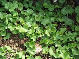 Image result for Dichondra