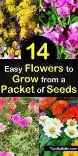 14 Easy Flowers To Grow From A Packet Of Seeds Easiest Flowers To Grow Plants Organic Vegetable Seeds