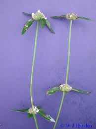 Image result for Spermacoce