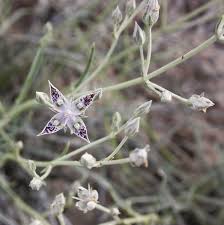 Image result for Gentianaceae