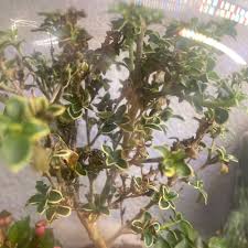 Image result for Cyphostemma kirkianum