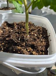 Image result for tomato seedling damping off