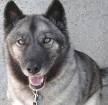 11 Akita Mixes: Akita Mixed Breeds, Protectors of Japan!