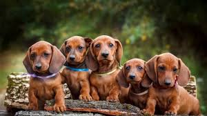 Mini dachshund puppies for sale: Maltese Mix Puppies For Sale Greenfield Puppies