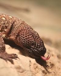 However, caution and respect for this lizard must be maintained because it can revert back to its aggressive temperament. Rio Fuerte Beaded Lizard Lincoln Park Zoo