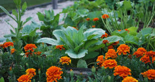 Roses also do well when this natural insect deterrent is planted nearby. 8 Garden Flowers That Chase Away Vegetable Eating Bugs Off The Grid News