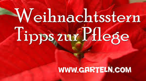 Bilder finden, die zum begriff weihnachtsstern passen. Weihnachtsstern Infos Und Tipps Zur Pflege Youtube