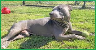 Baby's owner became homeless and. Southern Maryland Pets In Need Pet Of The Week Bowie The Southern Maryland Chronicle